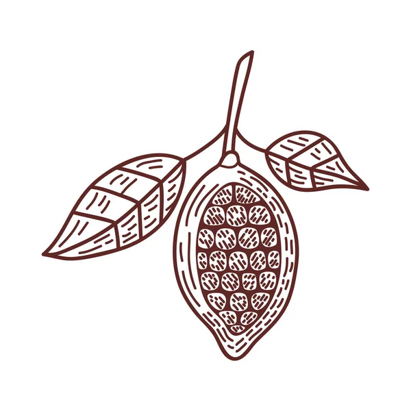 Cacao Seeds Leafs Icon — Wektor stockowy