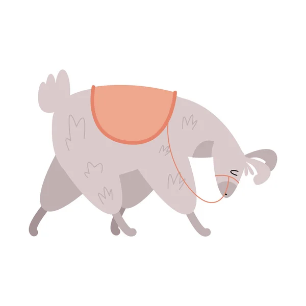 Gray Llama Perubian Animal Character — Vector de stock