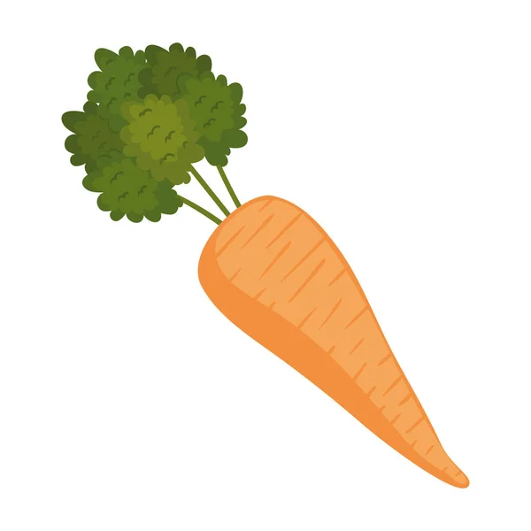 Икона Природы Моркови — стоковый вектор