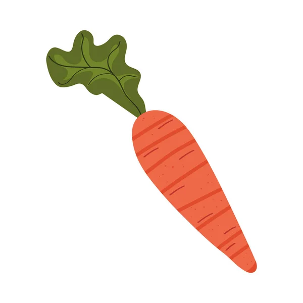 Frisches Karottengemüse Natur Symbol — Stockvektor