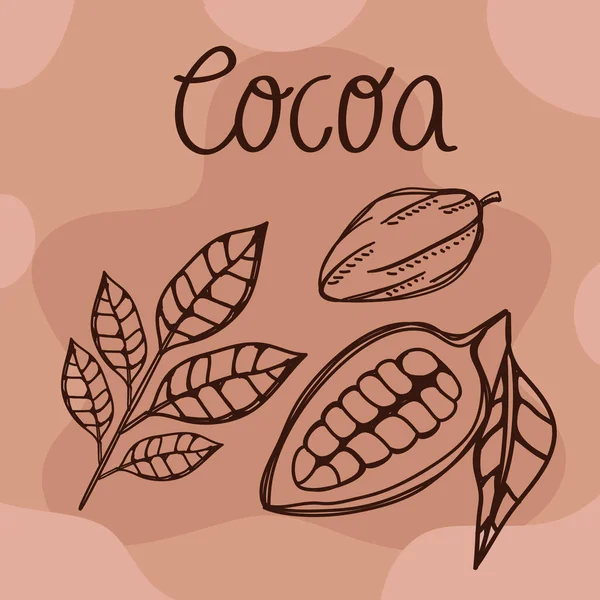 Cocoa Lettering Fruit Poster — Image vectorielle