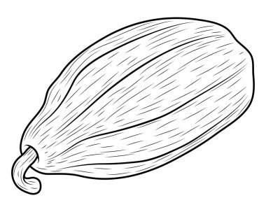 cocoa fruit nature sketch style