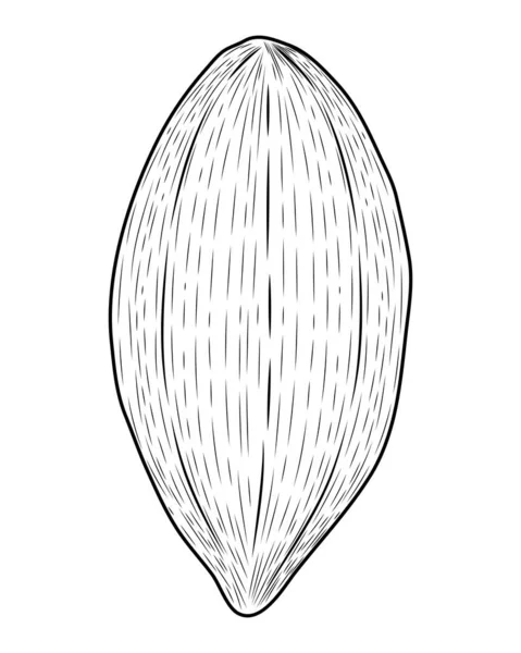 Cocoa Fruit Sketch Style Icon — Vettoriale Stock