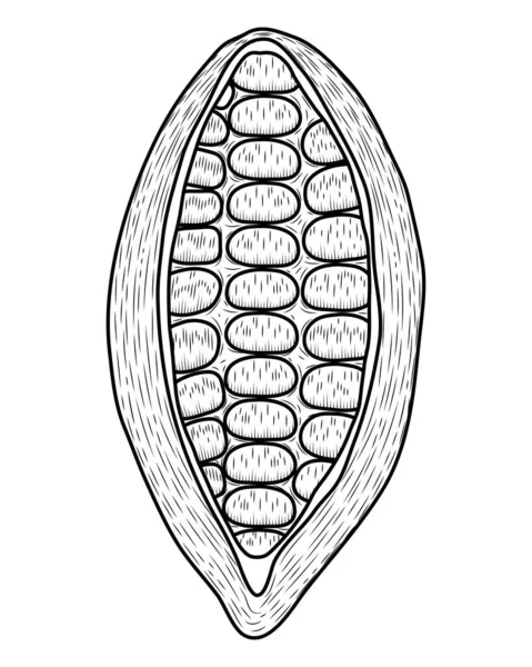 Cocoa Fruit Open Sketch Icon — Vettoriale Stock