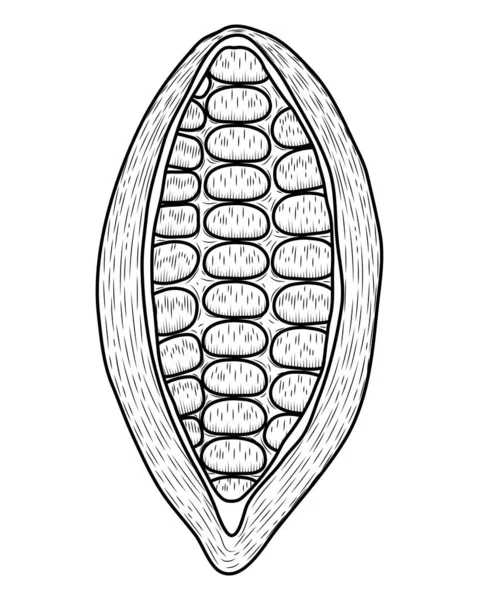 Κακάο Φρούτων Ανοιχτό Σκίτσο Εικονίδιο — Διανυσματικό Αρχείο