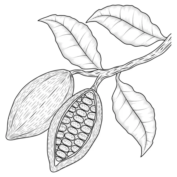 Cocoa Fruits Leafs Sketch — Vector de stock