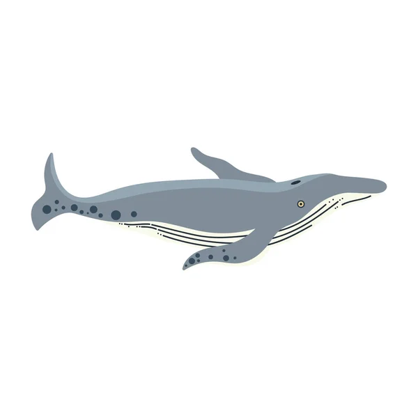 Minke Whale Animal Sealife Character — Stockvektor