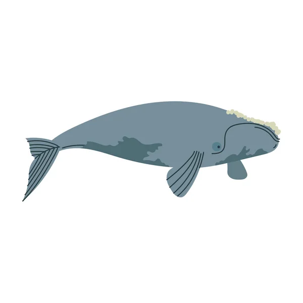Right Whale Animal Sealife Character — ストックベクタ