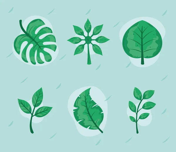 Six Nature Botanical Set Icons — 图库矢量图片#