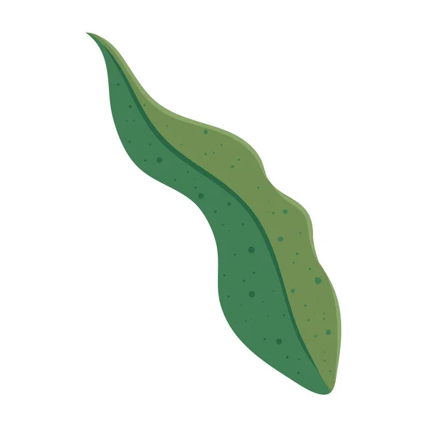 Tropisches Blatt Palme Natur Symbol — Stockvektor
