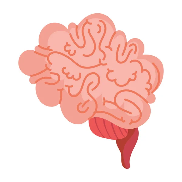Brain Human Organ Isolated Icon — Stock Vector