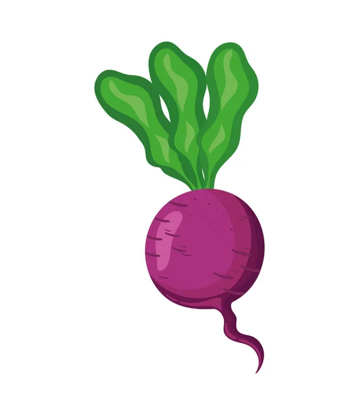 Fresh Vegetable Beet Isolated Icon — Stock Vector