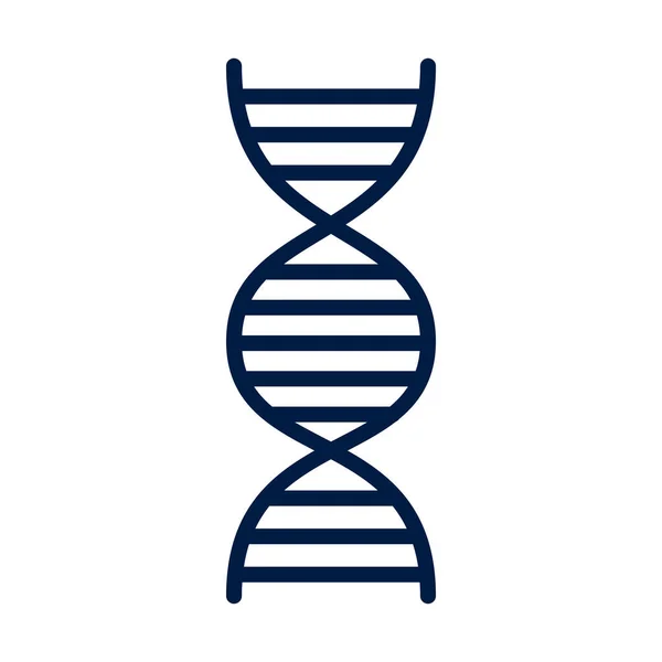 Dna Molecule Genetic Isolated Icon — Stock Vector