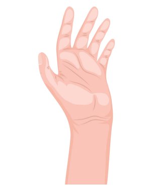 hand human palm gesture icon