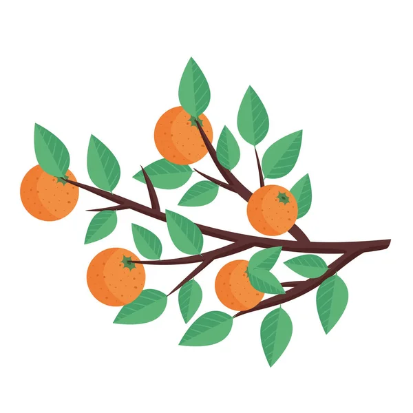 Κλαδί Δέντρου Εικονίδιο Πορτοκαλιού — Διανυσματικό Αρχείο