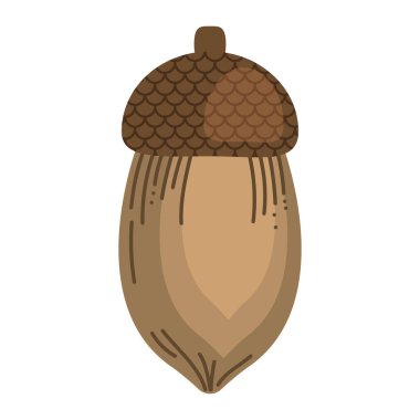 palamut tohumu ürün simgesi