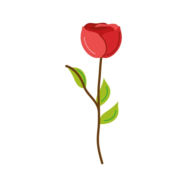 Rote Rose Blume Natur Symbol — Stockvektor
