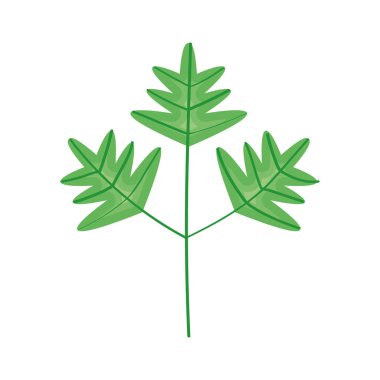 Kişniş taze sebze sağlıklı yiyecek