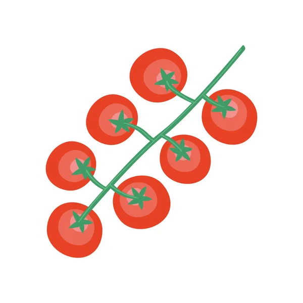 Zweig Mit Tomatenpflanze — Stockvektor
