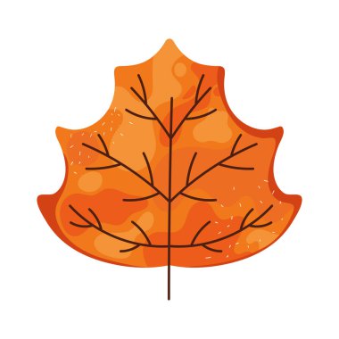 portakal yaprağı sonbahar yaprakları yaprakları