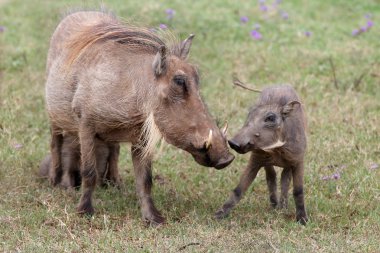 Warthog bebek ve anne