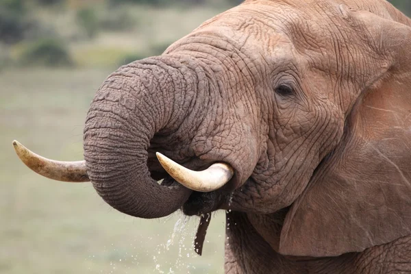 Afrikanischer Elefant Trinkwasser — Stockfoto