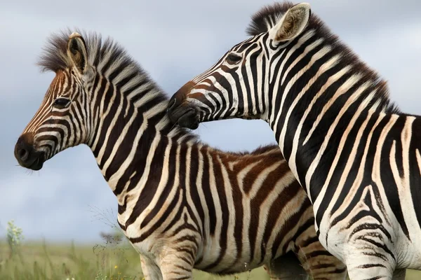 Zebra moeder en veulen — Stockfoto