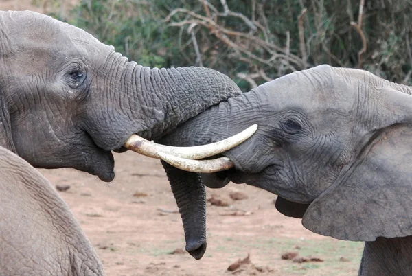 Tussle elefante africano — Fotografia de Stock