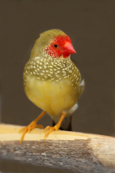 Male Star Finch From Australia — Stock Photo, Image