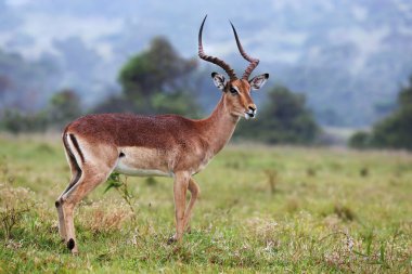 Impala antilop ram