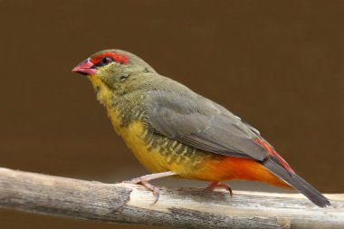 portakal göğüslü waxbill kuş