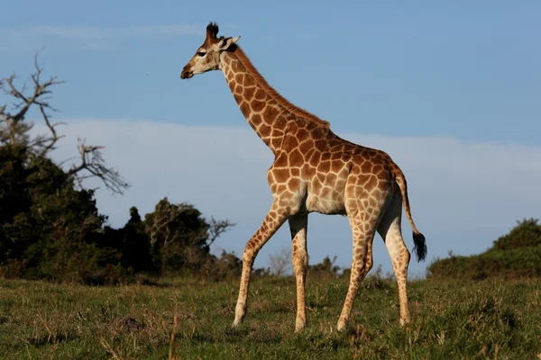 Giraffe in Afrika — Stockfoto