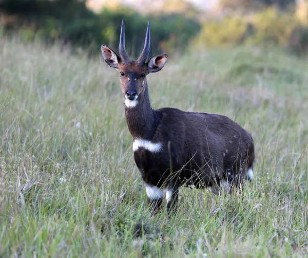 Bushbusk Antelope — Stockfoto