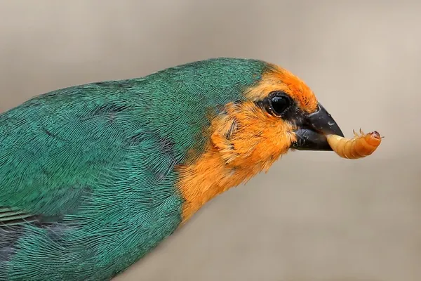 ワームに初期の鳥 — ストック写真