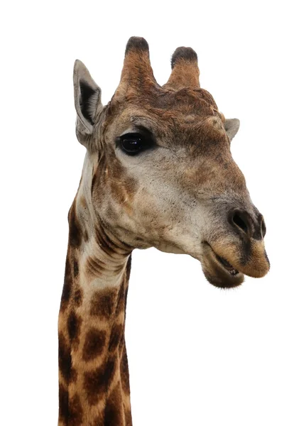 Giraffa Isolata — Foto Stock