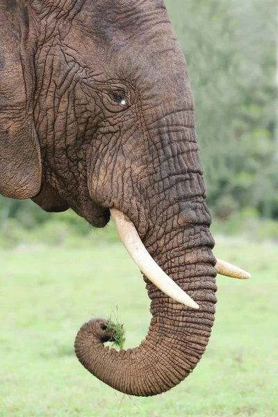 Afrikansk elefant äter gräs — Stockfoto