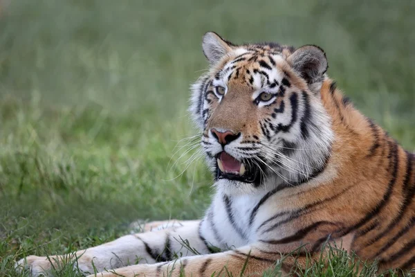 Tijger portret — Stockfoto