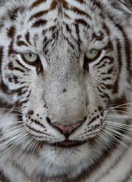 White Tiger Face — Stock Photo, Image