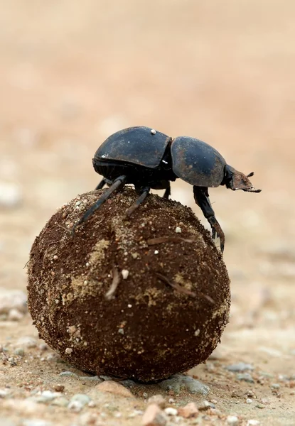 Flighless Dung Beetle Rolling Dung Ball — Stock Photo, Image