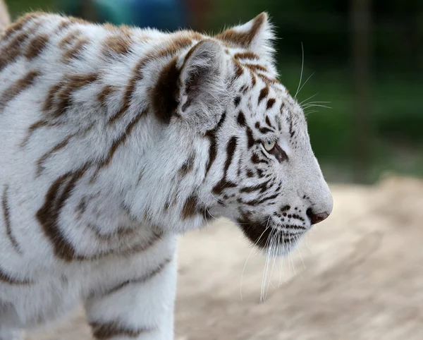 White Tiger Profile — Stock Photo, Image