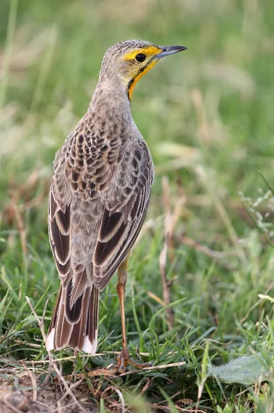 Cape Longclaw Oiseau — Photo