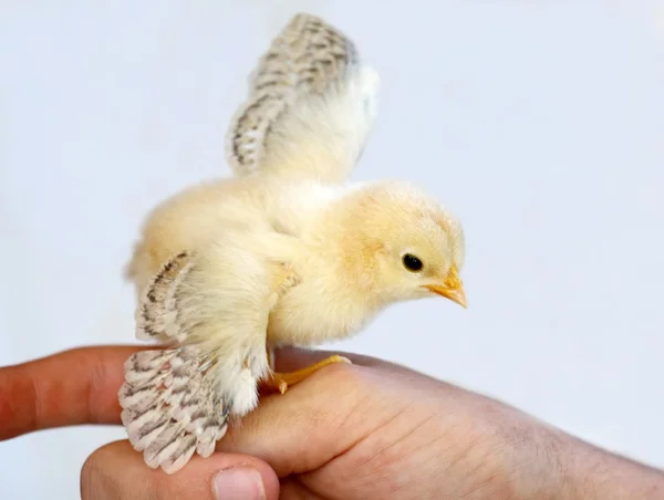 Baby Chick — Stock Photo, Image