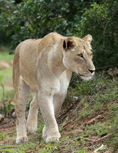 Magnificent Lioness — Stock Photo, Image