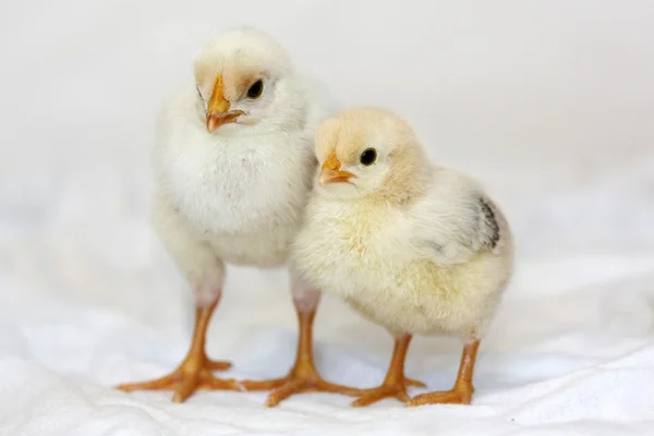 Pollos bebé — Foto de Stock