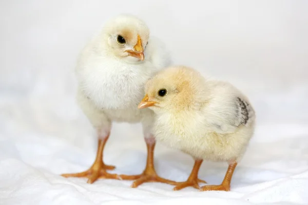 Baby Chickens — Stock Photo, Image