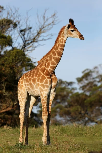 Afrika'da zürafa — Stok fotoğraf