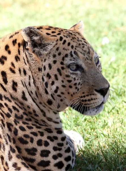 Leopard porträtt — Stockfoto