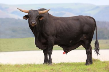 Brangus Cattle Bull clipart