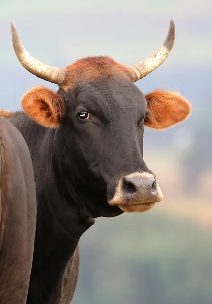 Брангус корова крупного рогатого скота — стоковое фото