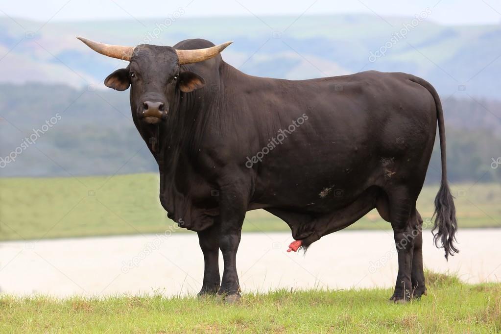 Brangus Cattle Bull